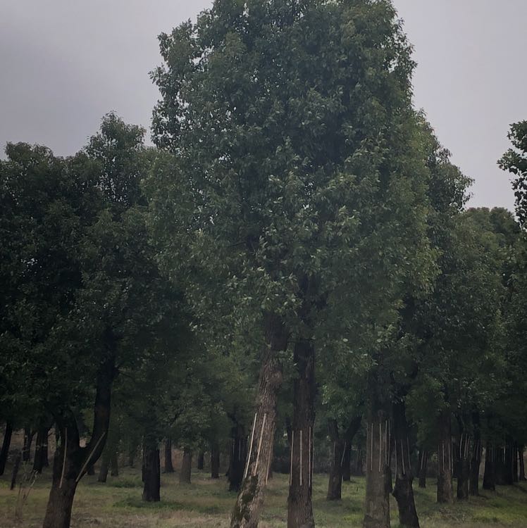 香樟图片