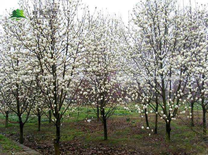 宁波龙鑫花木基地