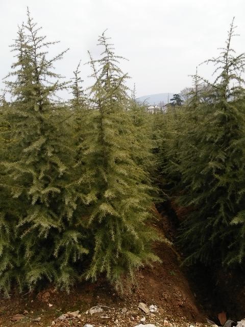 雪松图片