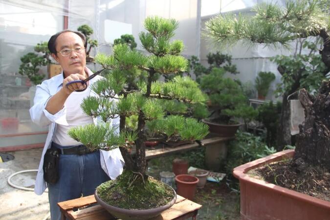 商户风采：田大龙——盆景人的30年“马拉松”赛