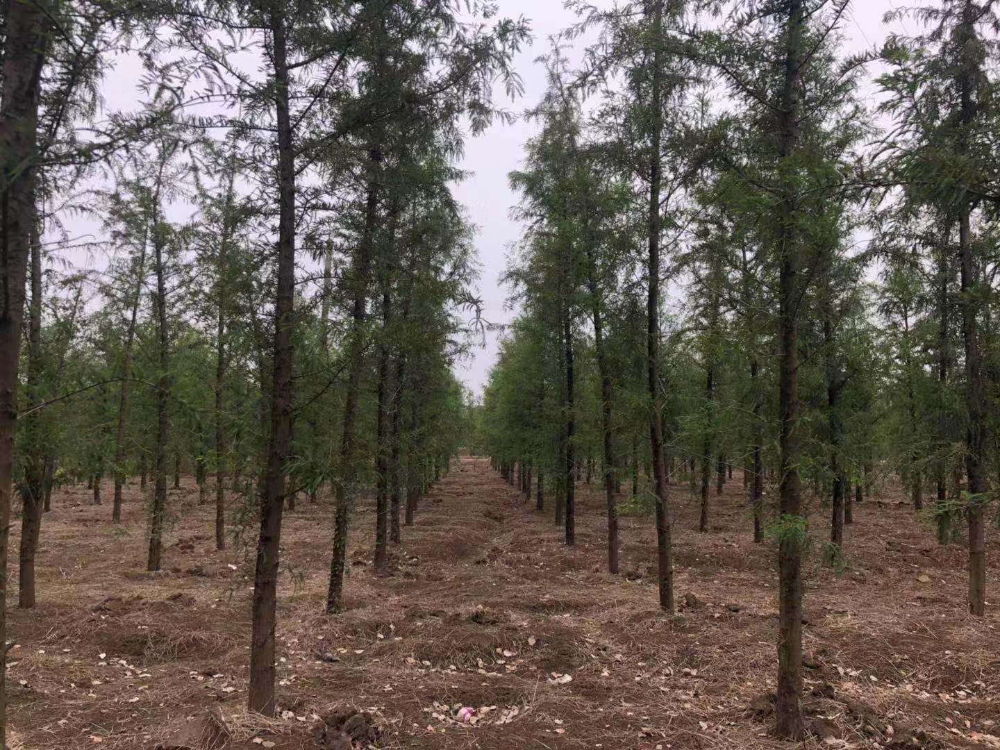 金城大宋苗圃图片