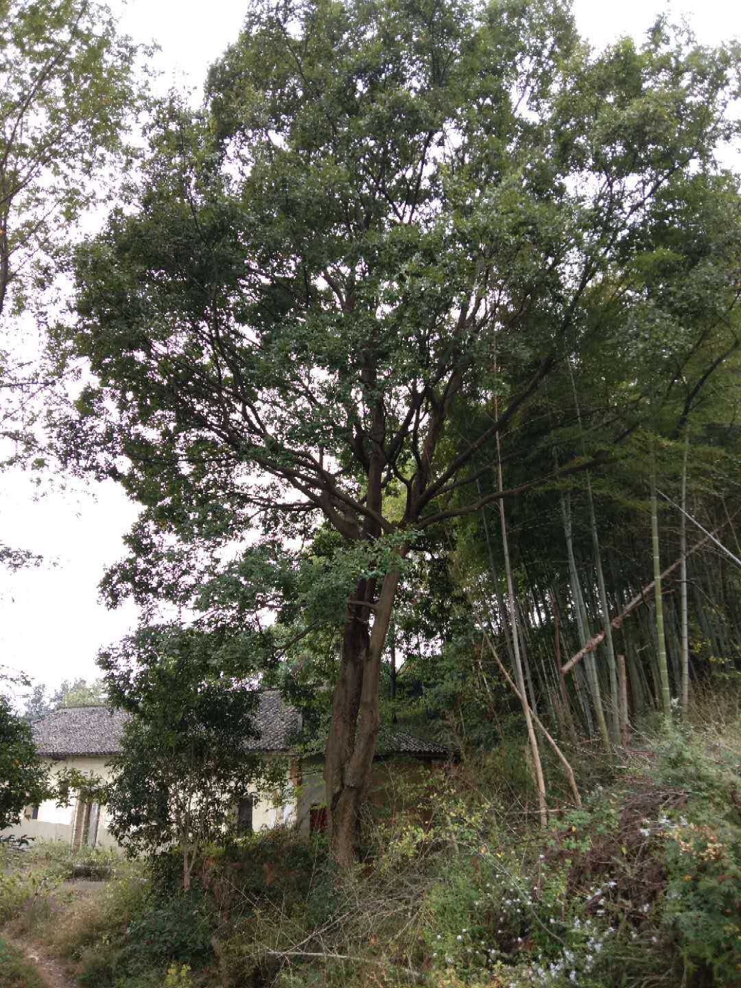 丛生朴树图片