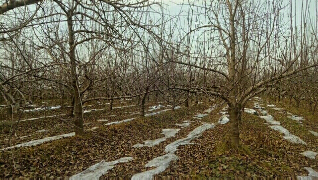 苹果树图片