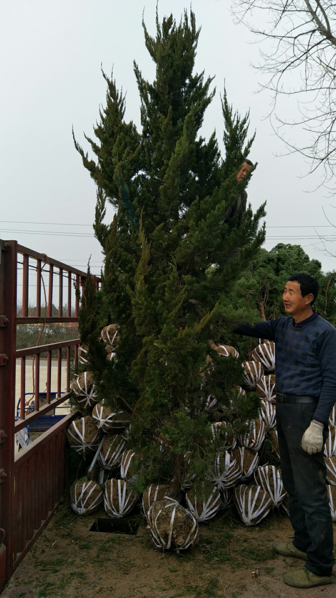 龙柏图片