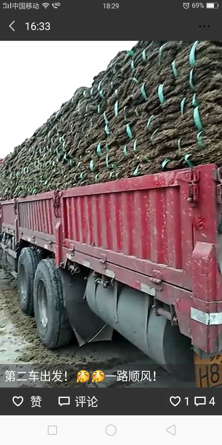 百慕大+黑麦草图片