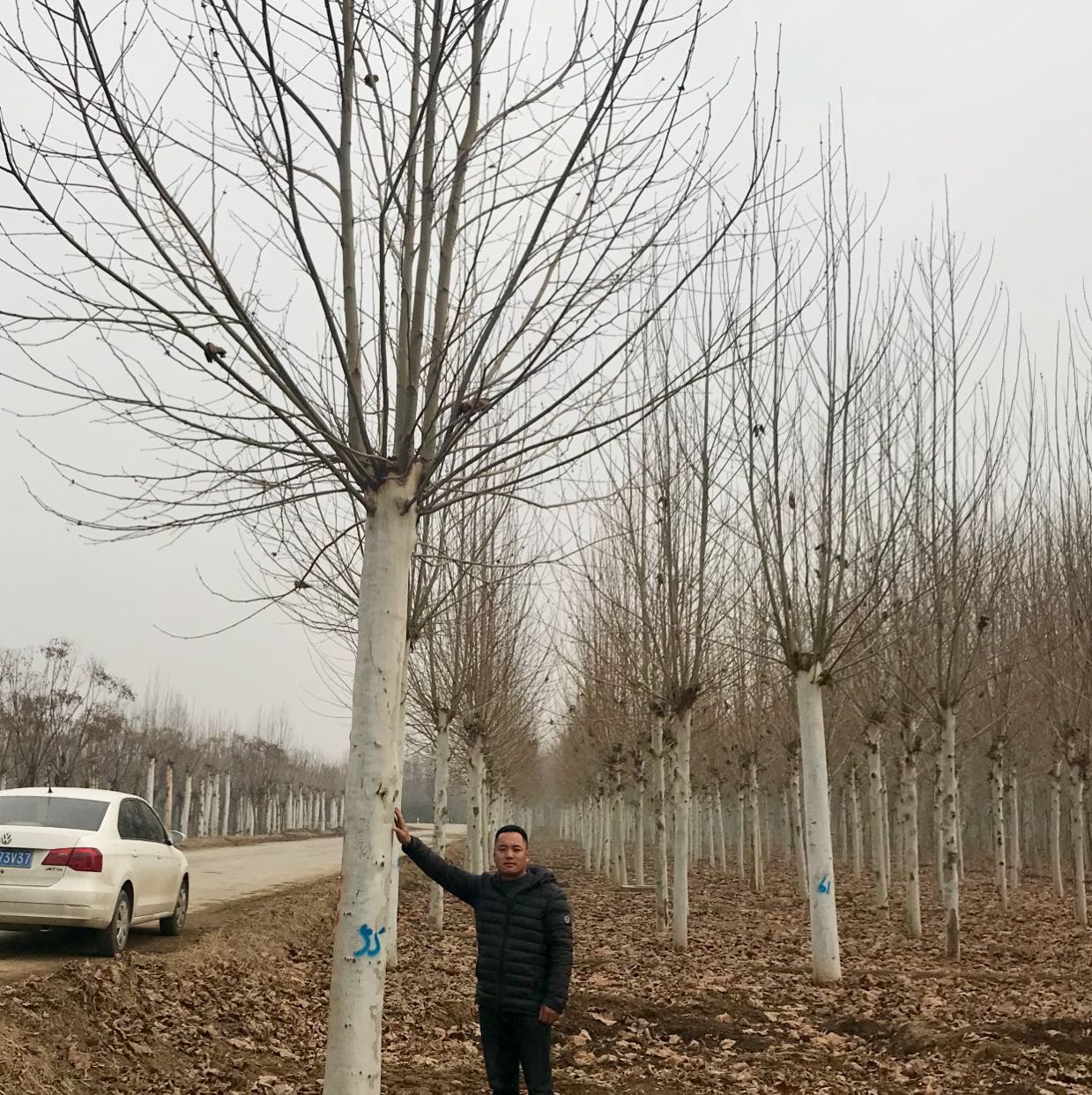 法国梧桐图片