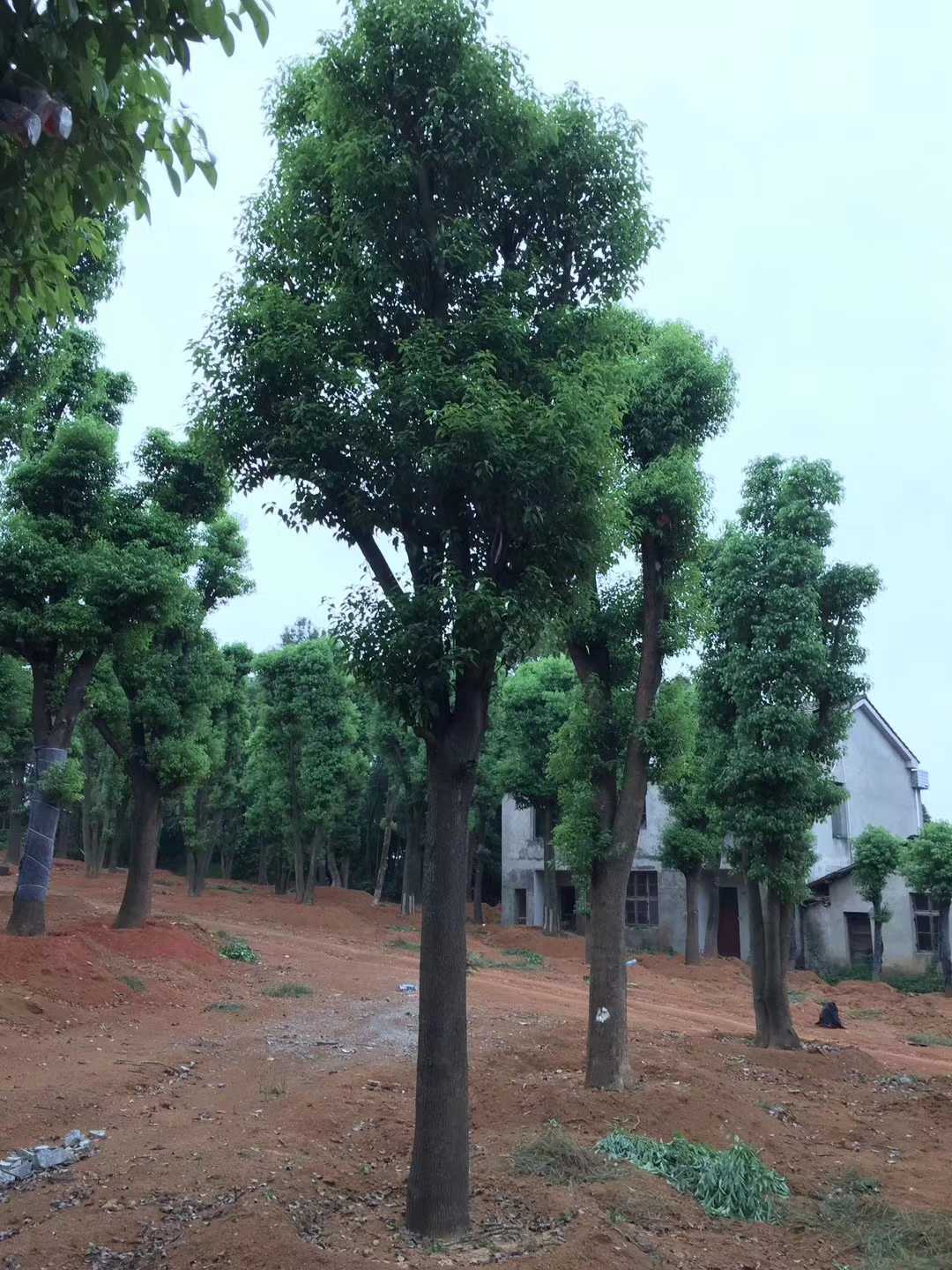 香樟图片