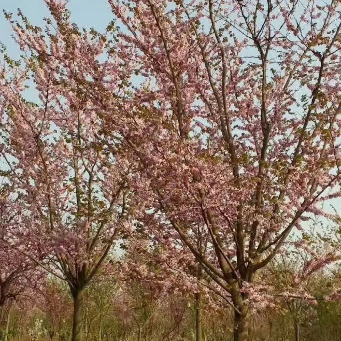 樱花图片