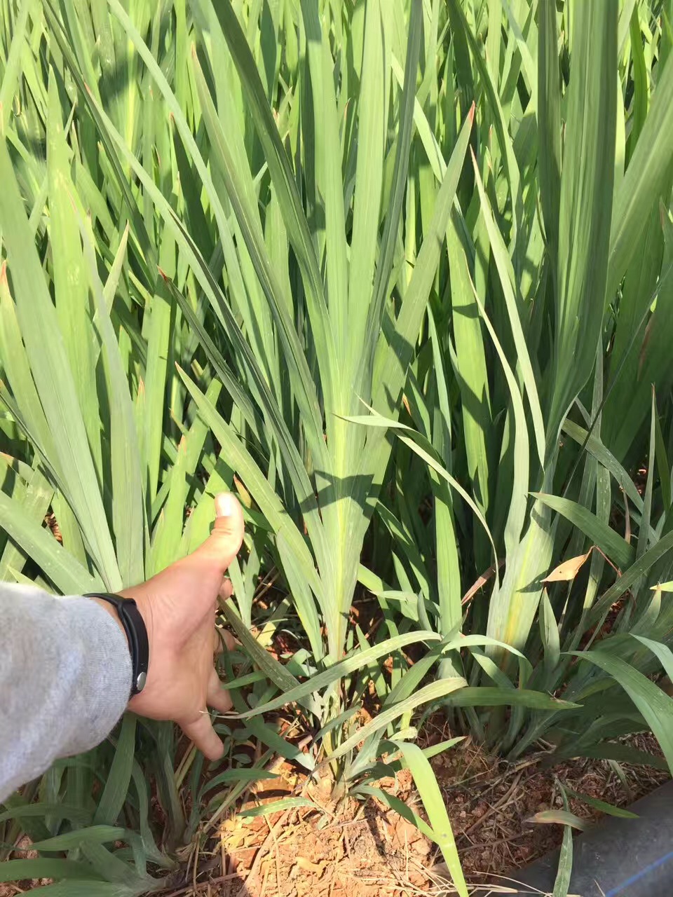 火星花图片