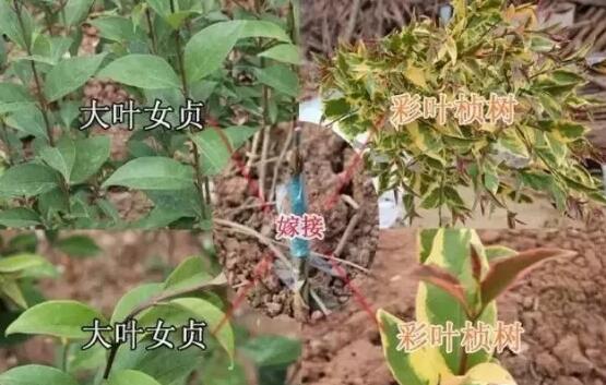 苗木管养，避免苗木嫁接假活采取相应的措施才能避免，这几点很重要！