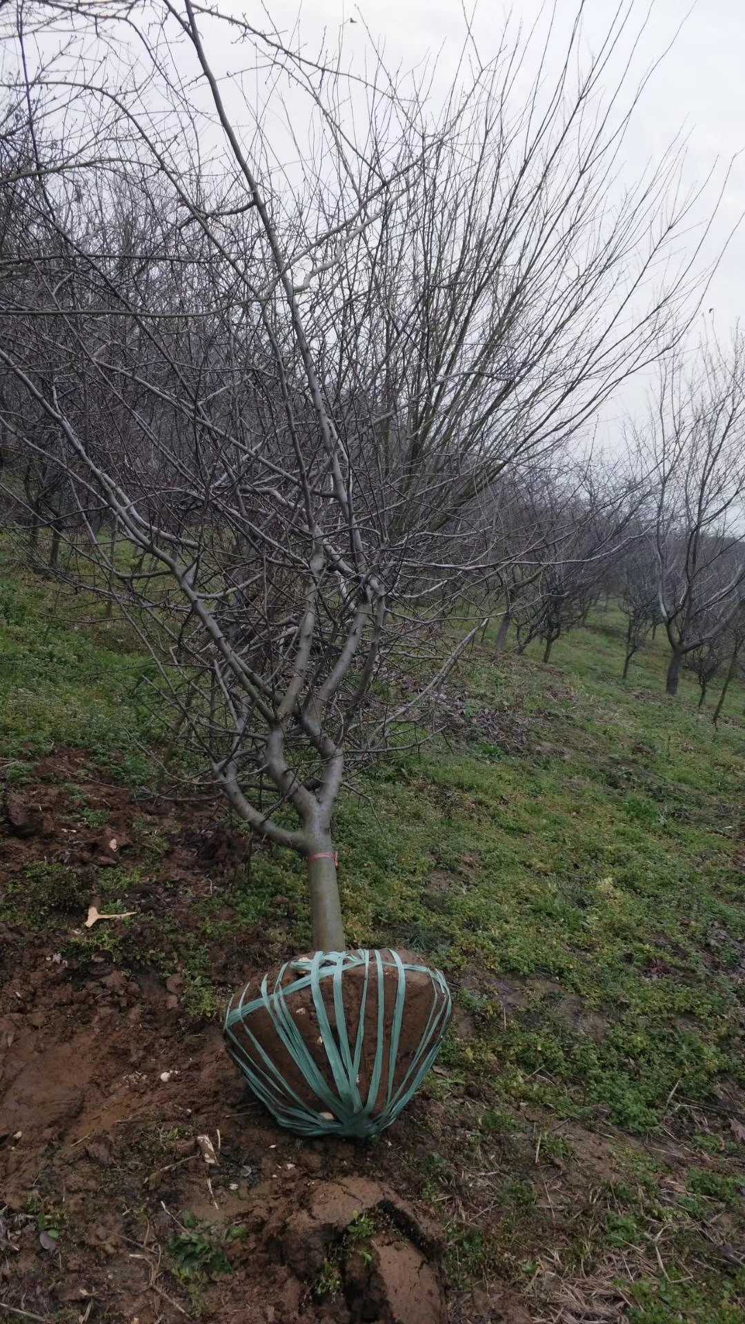 垂丝海棠图片