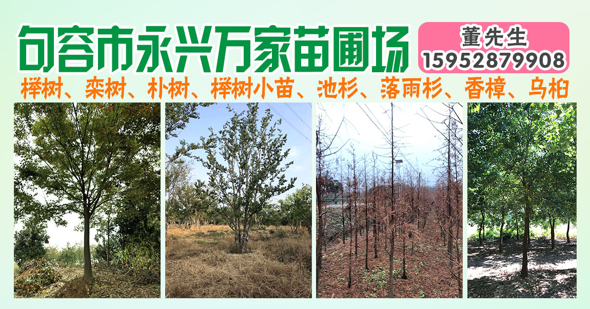 句容市茅山镇永兴万家苗圃场