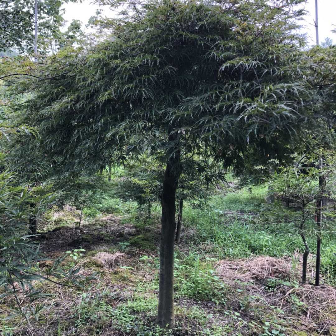 羽毛枫图片