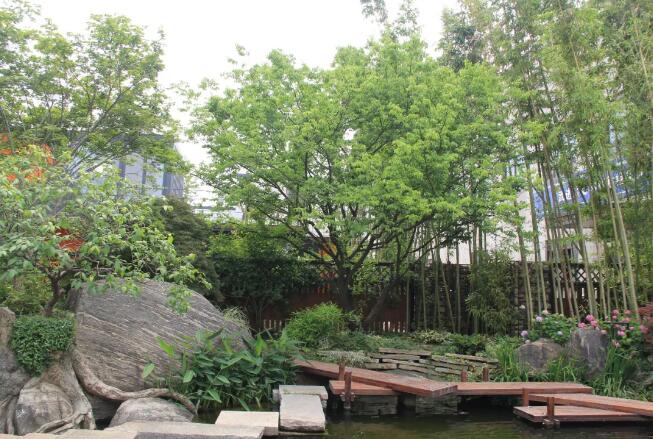 夏季雨季移栽新苗木，一定要注意防涝，新移栽的苗木如何预防涝灾？