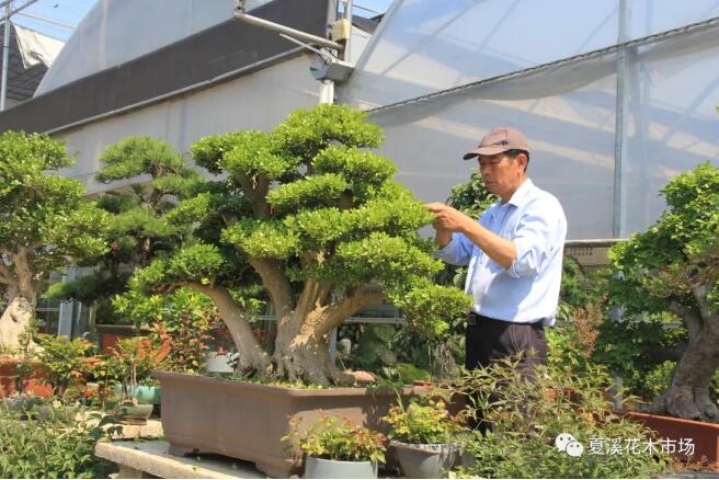 种植工程：景观大树造型