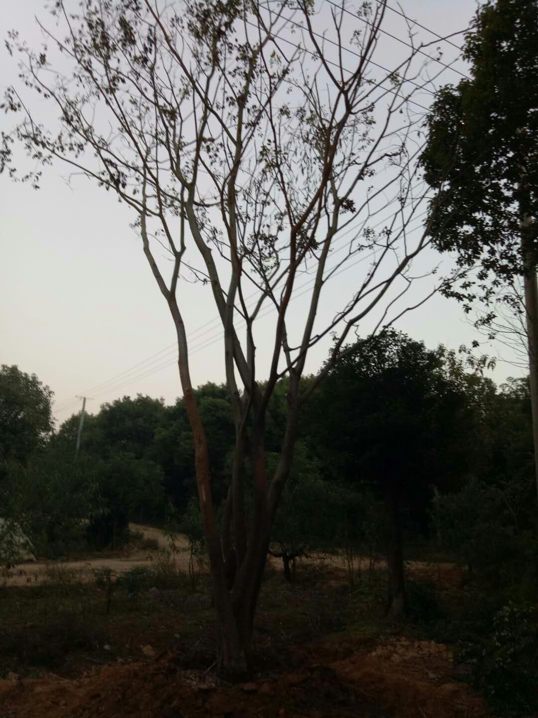 丛生朴树图片