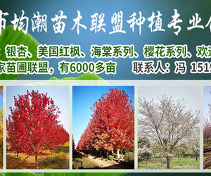 邳州市均潮苗木联盟种植专业合作社