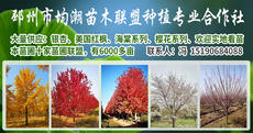 邳州市均潮苗木联盟种植专业合作社图片