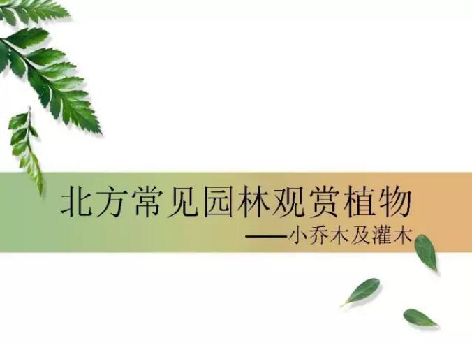 【苗木】北方常见园林观赏植物——小乔木及灌木