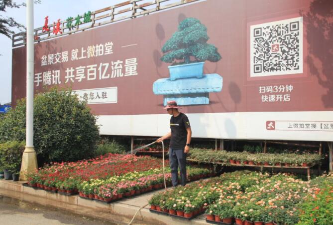 如何给园林植物浇水更科学合理？
