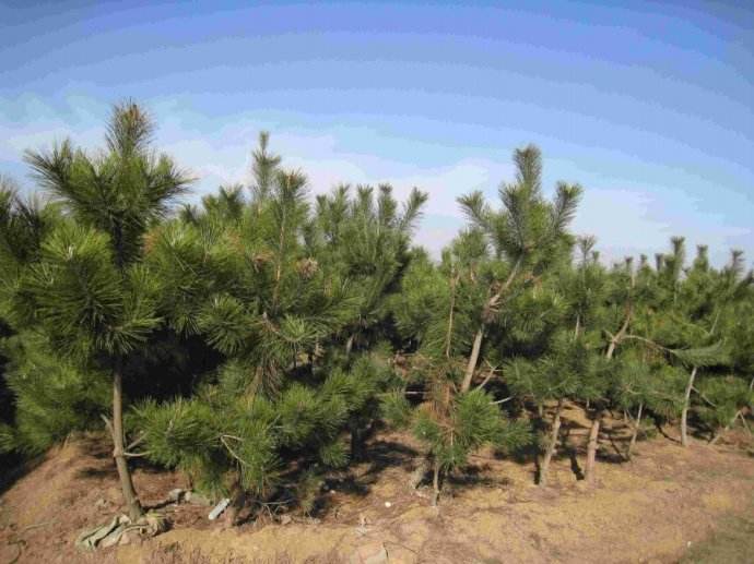 莒南黑松油松側柏苗木基地