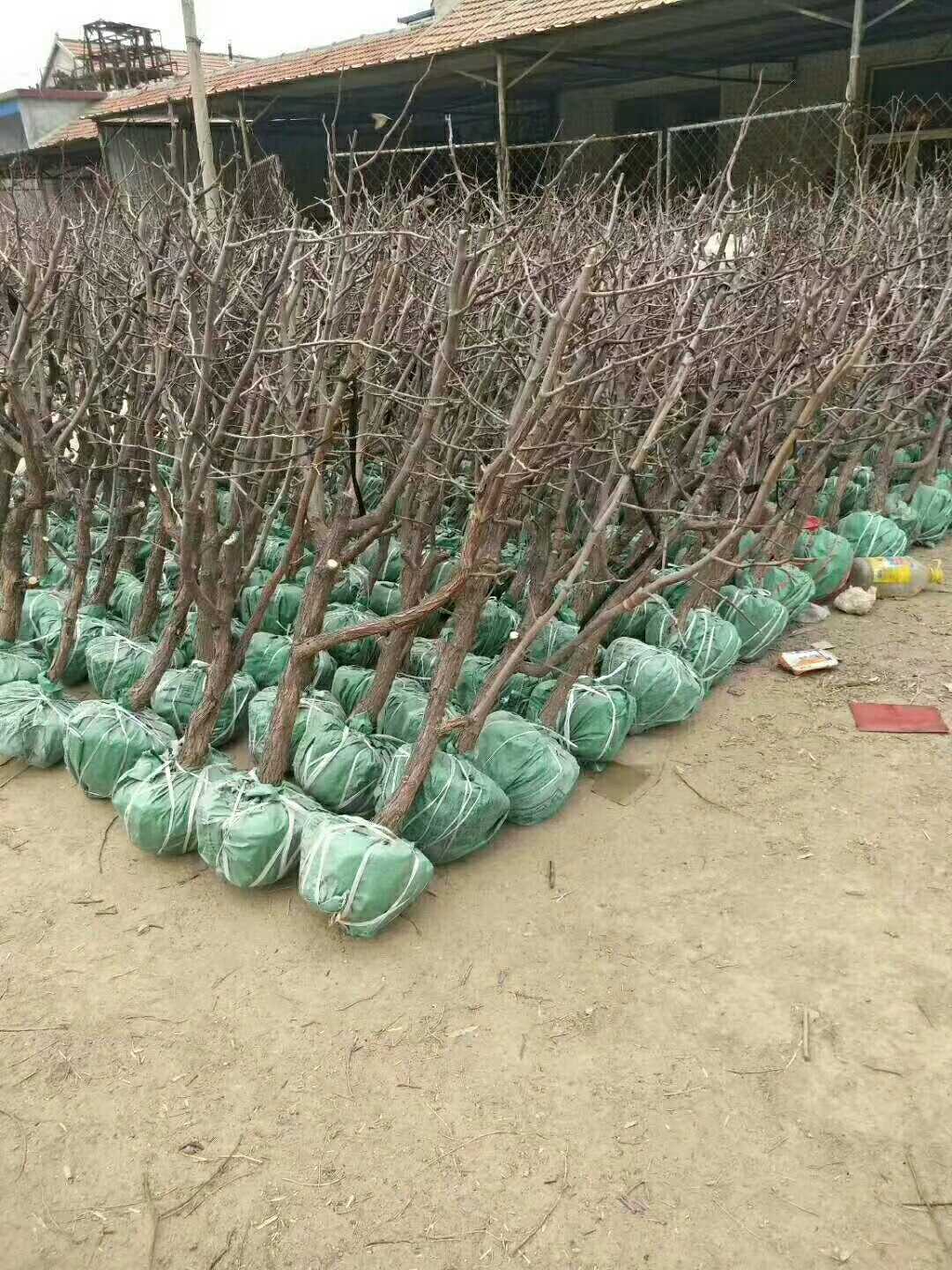 枣树图片