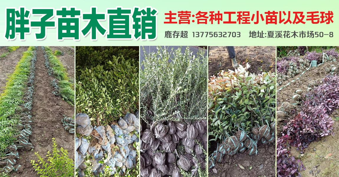 胖子苗木直销