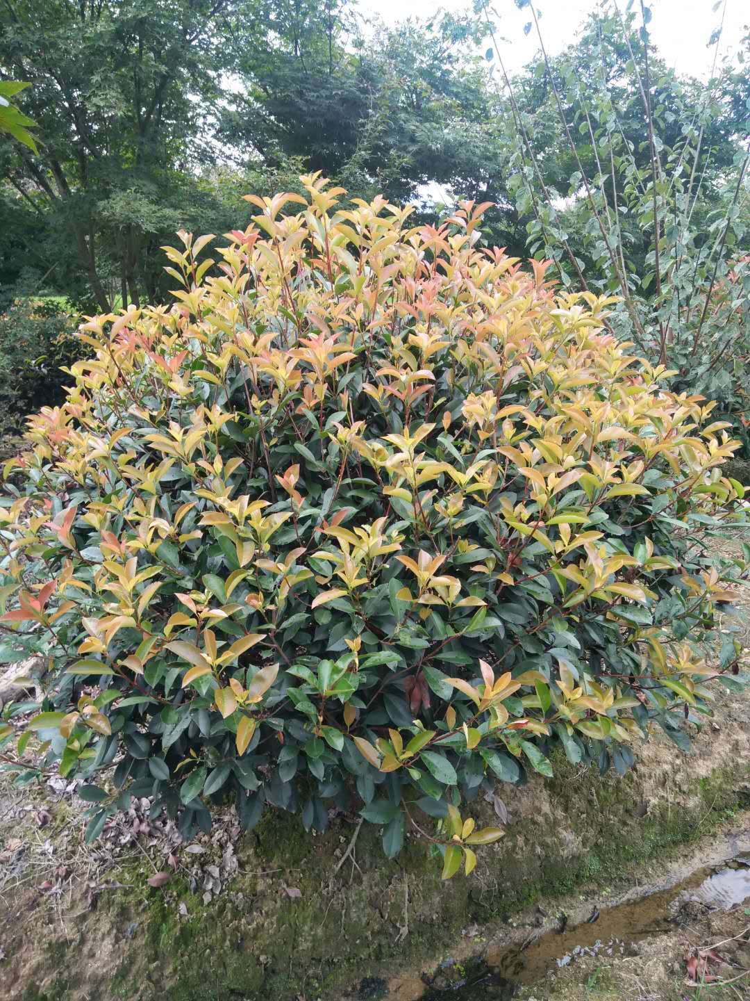 红叶石楠图片