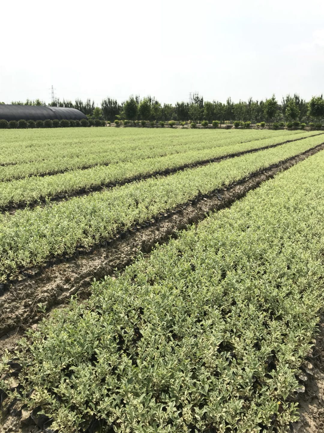 杭州萧山新街小龙园艺场