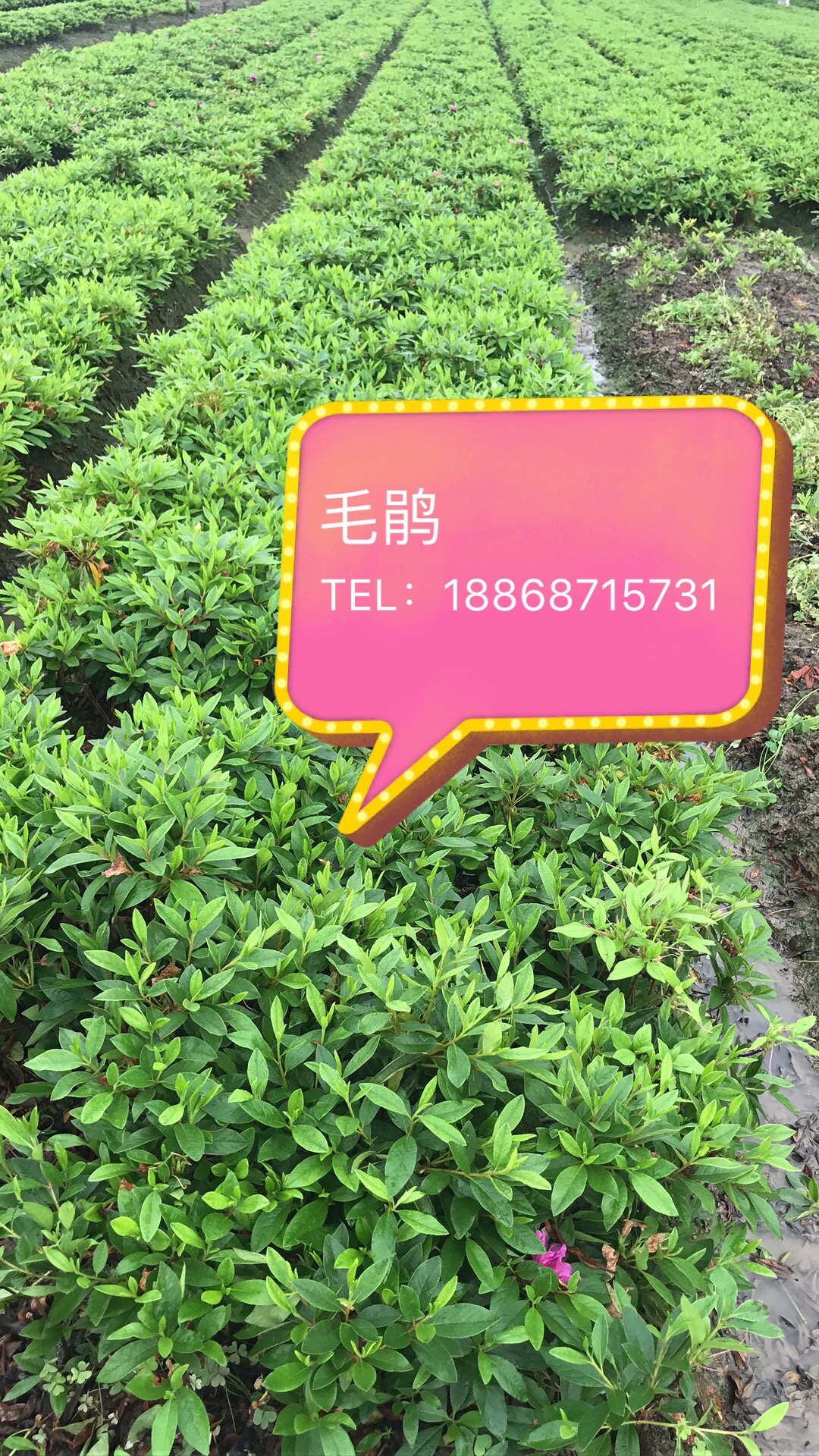 毛鹃图片
