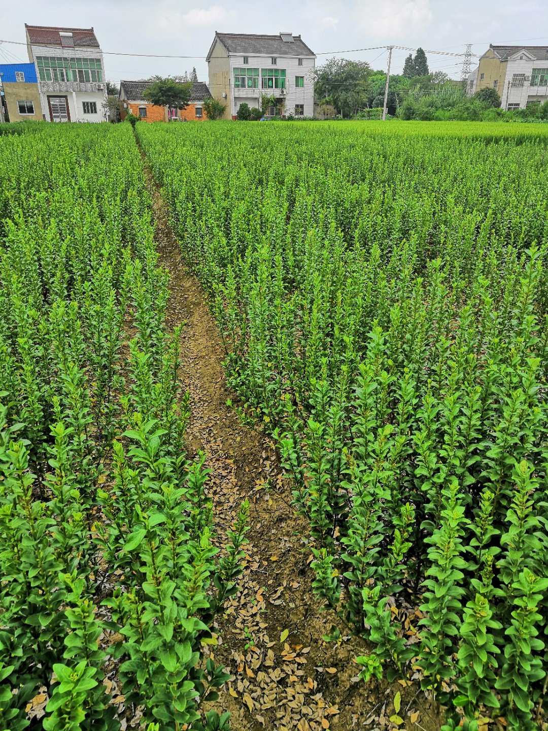 大叶黄杨图片