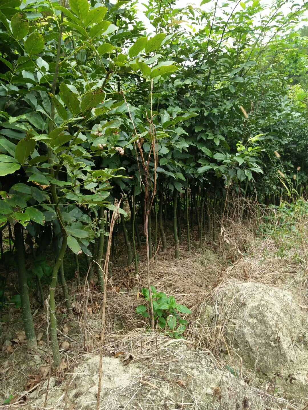 花梨木图片