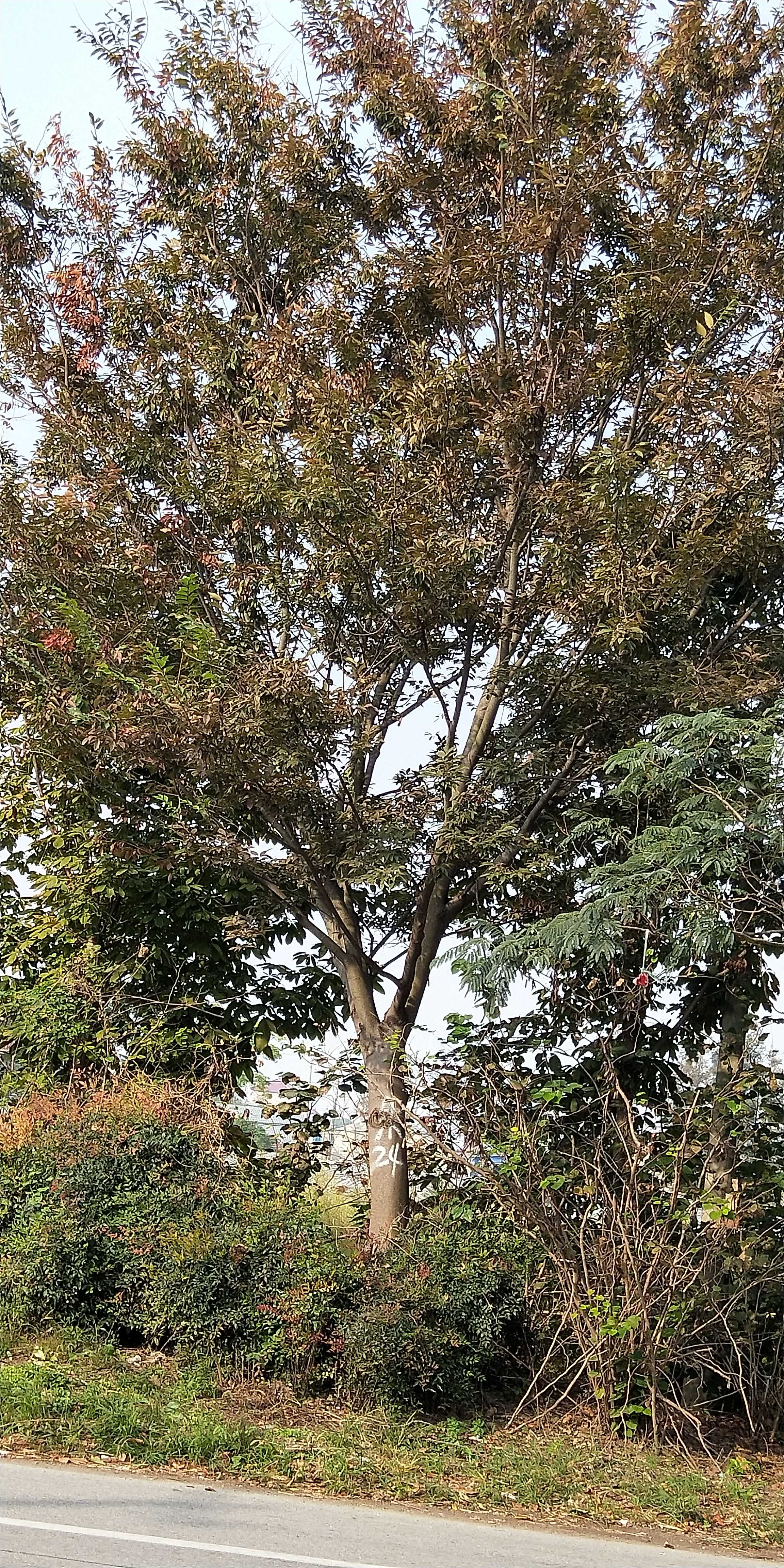 红榉树图片