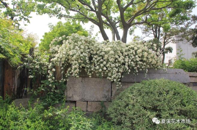 雨季园林绿化苗木施药注意事项