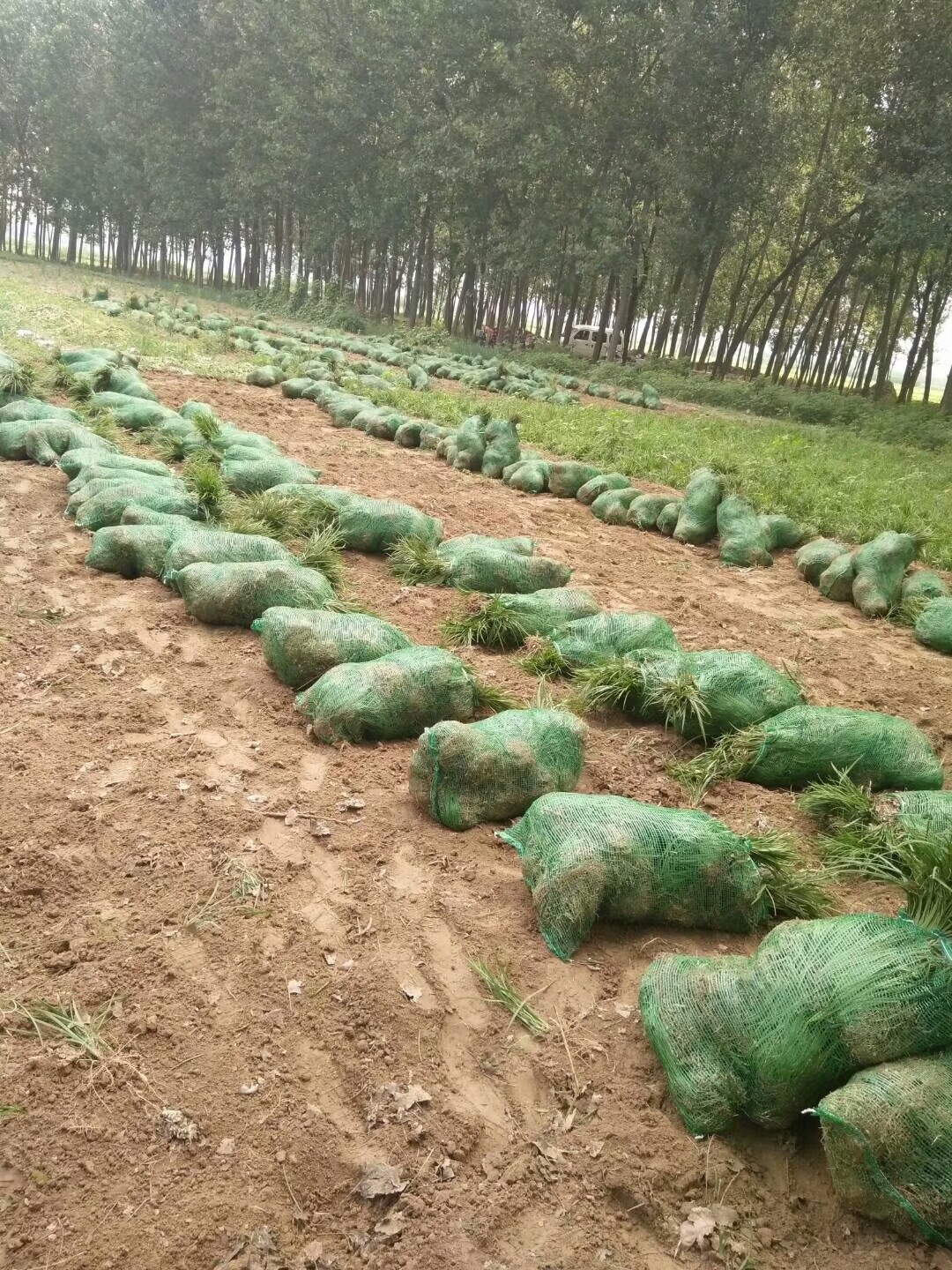 细叶麦冬草图片