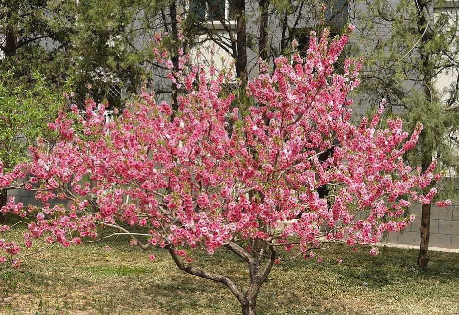 樱花图片