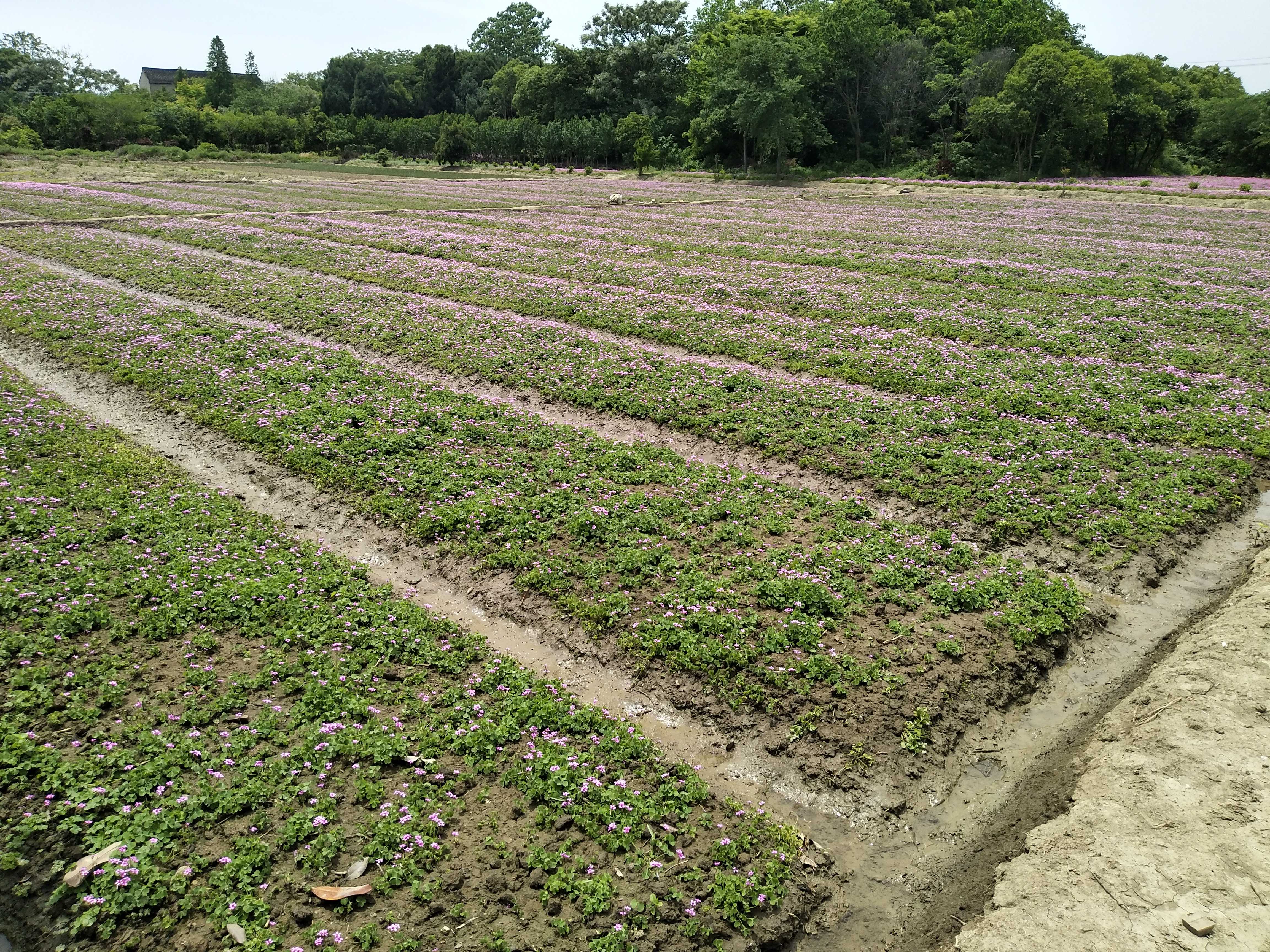 夏溪西街洋龙坝