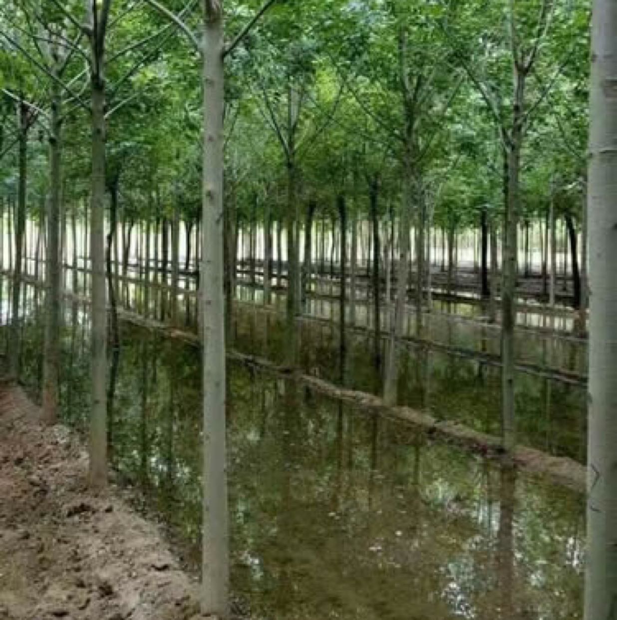 白蜡图片