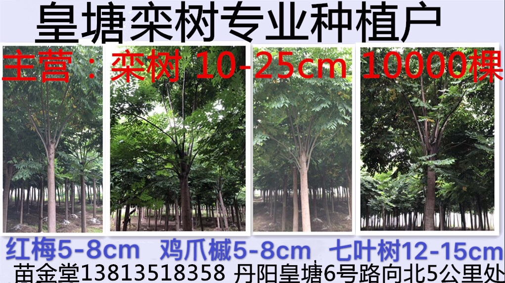 丹阳皇塘栾树专业户