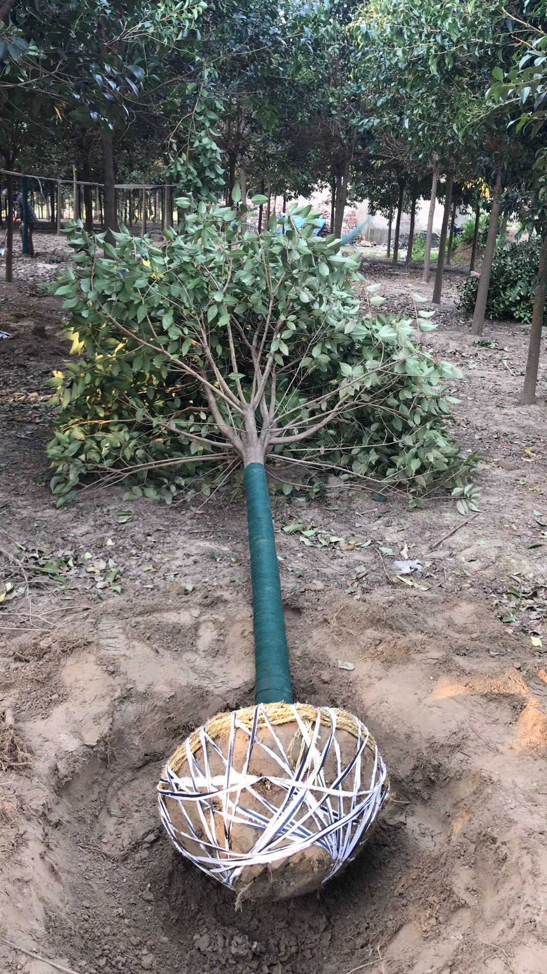 大叶女贞图片
