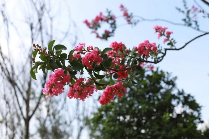 苗木补植成活率不理想，年年补、年年缺，