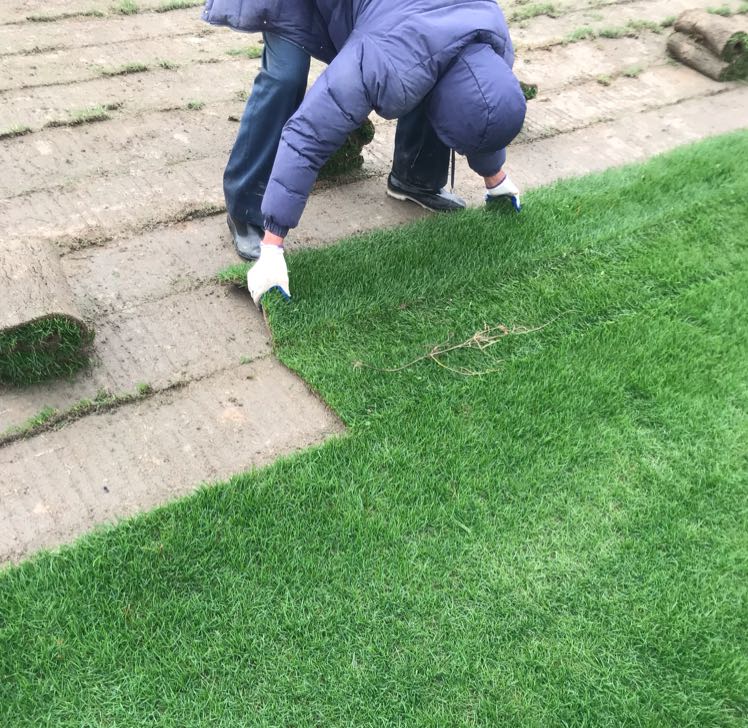 果岭草图片