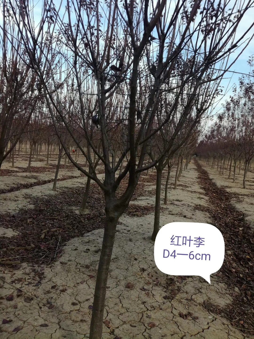 红榉树图片