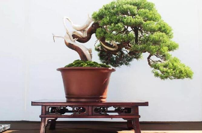 盆景是艺术瑰宝，了解如何鉴赏一件盆景作品——鉴赏盆景的三个层次