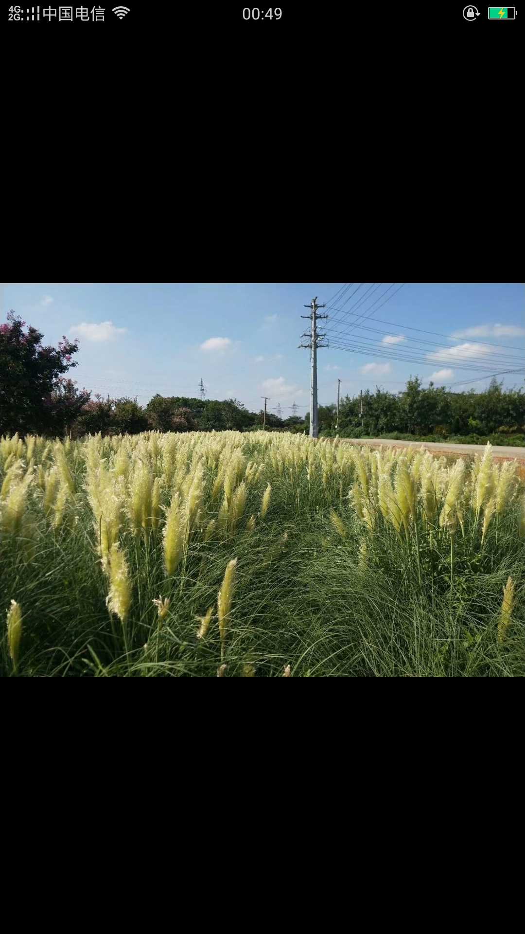 矮蒲苇图片