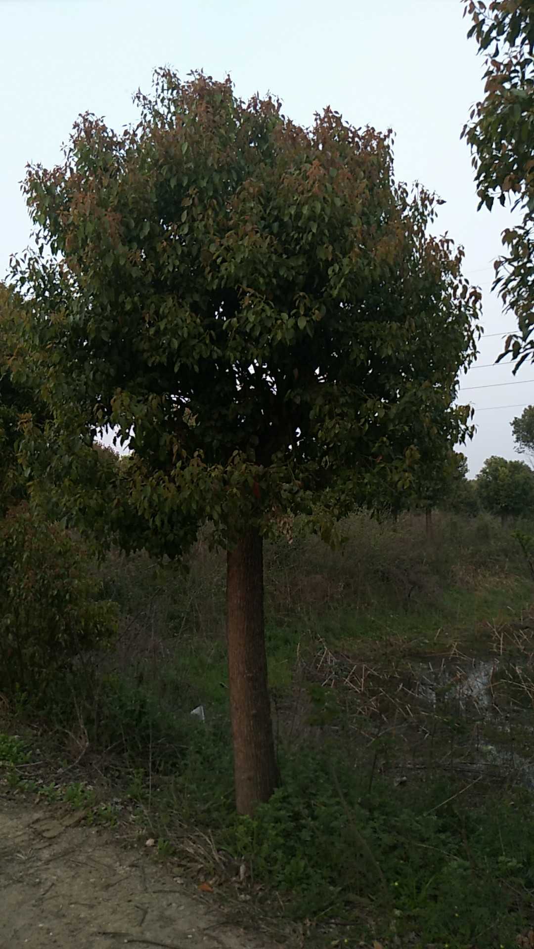 香樟图片