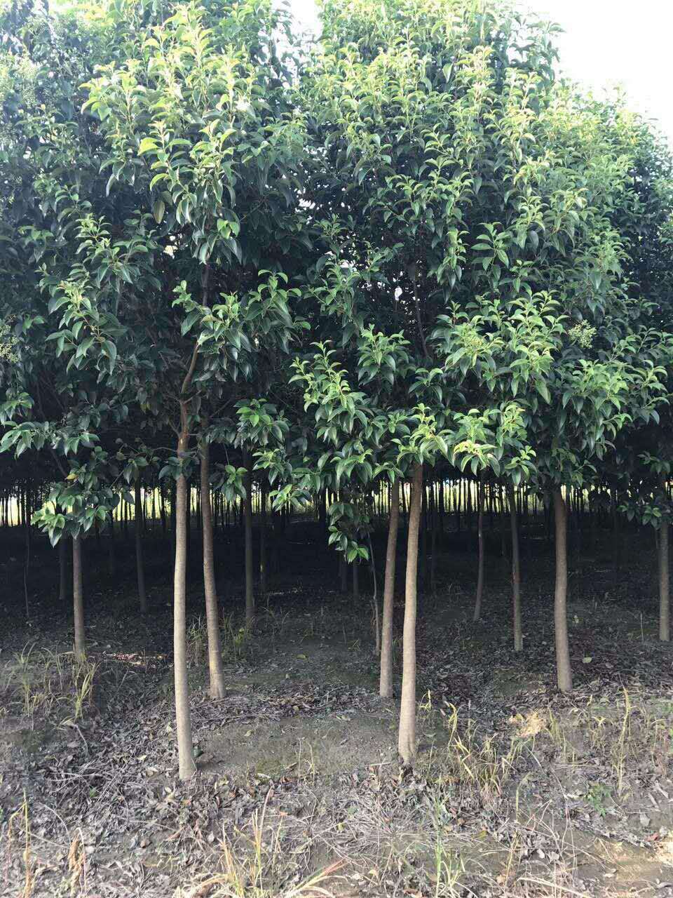 大叶女贞图片