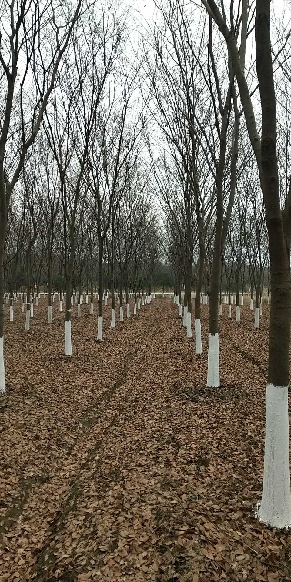 朴树图片