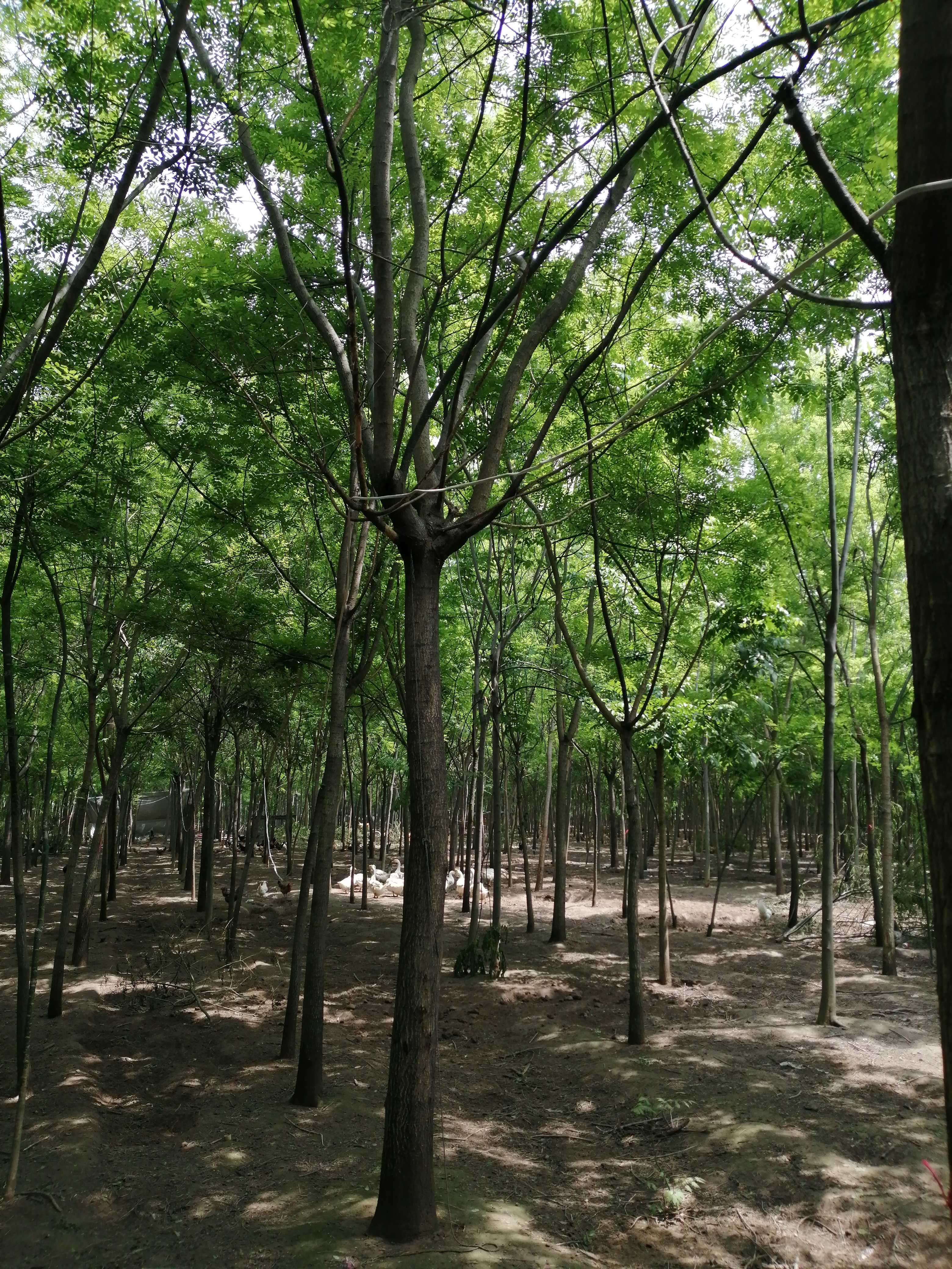 树华林木种植合作社