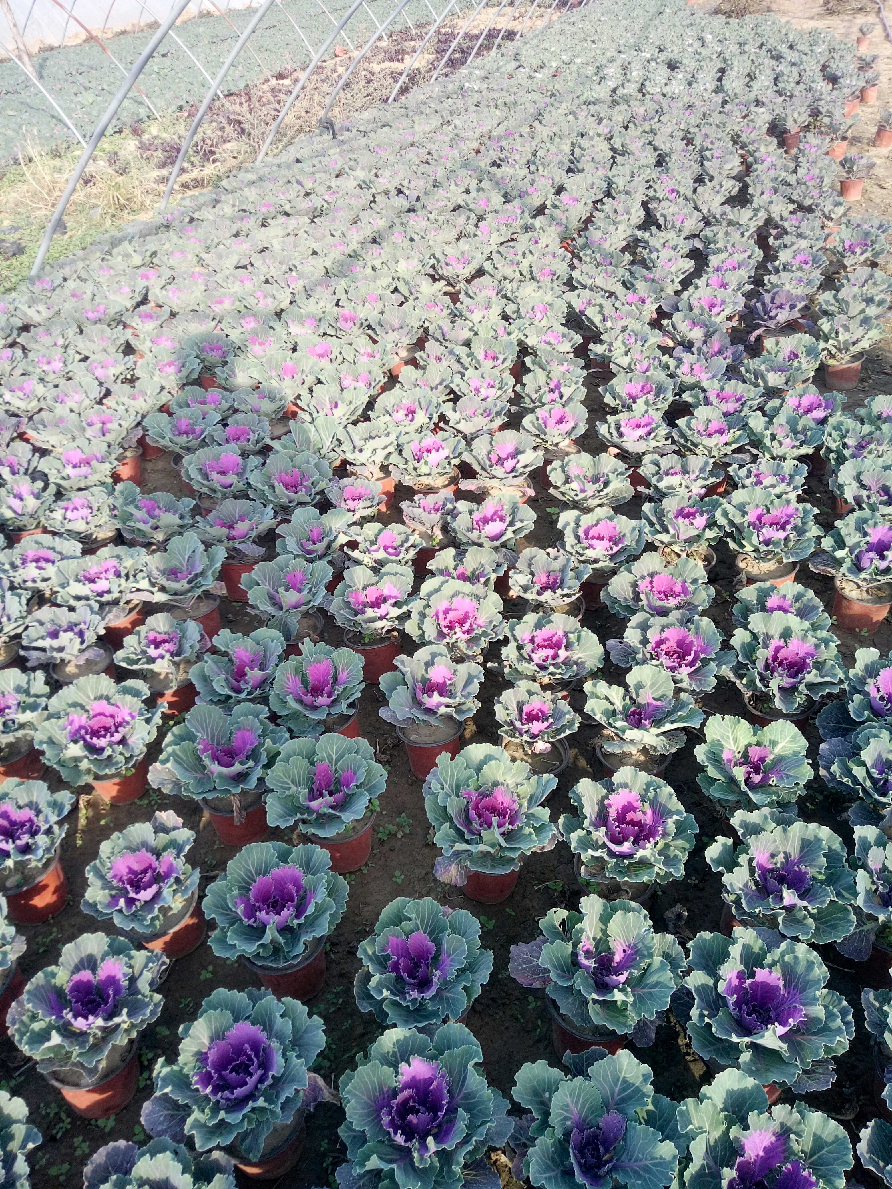 羽衣甘蓝图片
